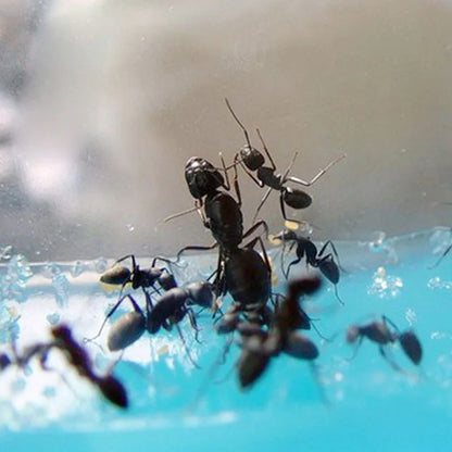 2025 New Compact Ant Farm Fun Ant Nest with Translucent Gel Visible 3D Maze Farm Insect Ecology Box for Kids Study Science Toys