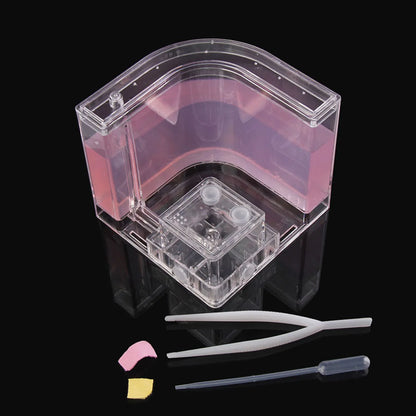 Live Feeding System  Maze Educational & Learning Science Kit Toy for Study Architecture Ecosystem